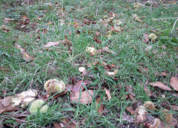 Whole chestnut and the ‘scraps’ are dropped by the parakeets at the same time