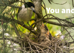 Butcherbird and nest