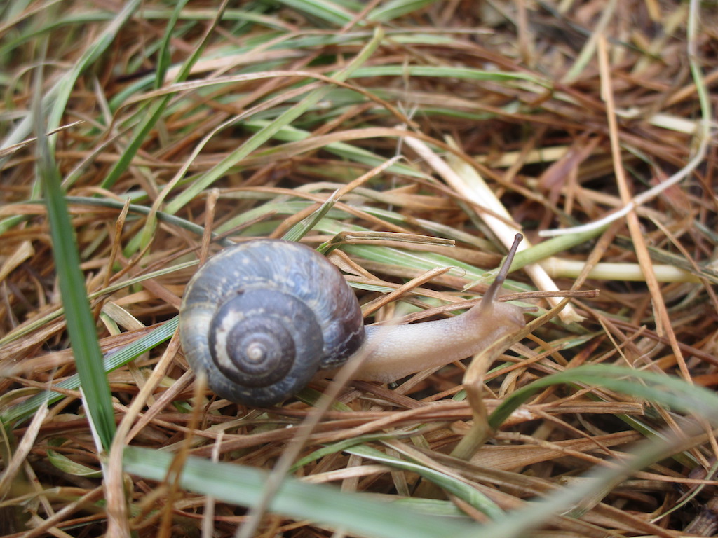 The Urban Field Naturalist Project Birth of the Snails