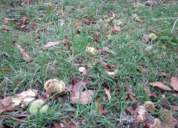 Whole chestnut and the &lsquo;scraps&rsquo; are dropped by the parakeets at the same time