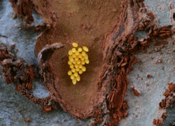 Eggs
