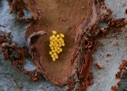 Eggs