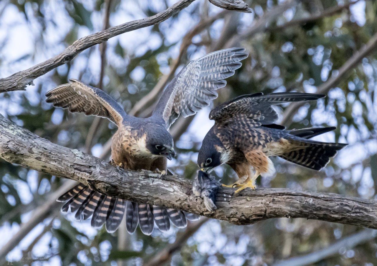 The Urban Field Naturalist Project The Importance of Natural Buffer Zones
