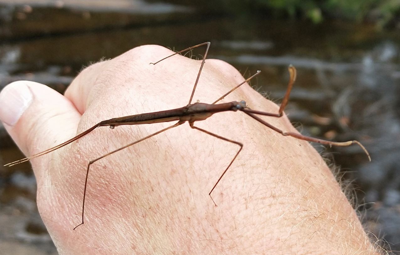 The Urban Field Naturalist Project The Intrepid Nepid