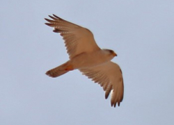 The Grey Falcon we saw in December 2014 from Cameron Corner. Photograph by Paul Barden