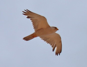 The Grey Falcon we saw in December 2014 from Cameron Corner. Photograph by Paul Barden