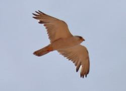 The Grey Falcon we saw in December 2014 from Cameron Corner.  Photograph by Paul Barden